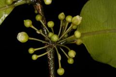Chrysophyllum lanceolatum